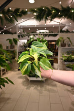 Load image into Gallery viewer, Philodendron Brazil
