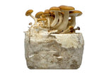 Load image into Gallery viewer, Pioppino Mushroom Kit
