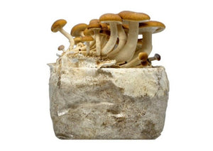 Pioppino Mushroom Kit