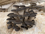 Load image into Gallery viewer, Blue Oyster Mushroom Kit

