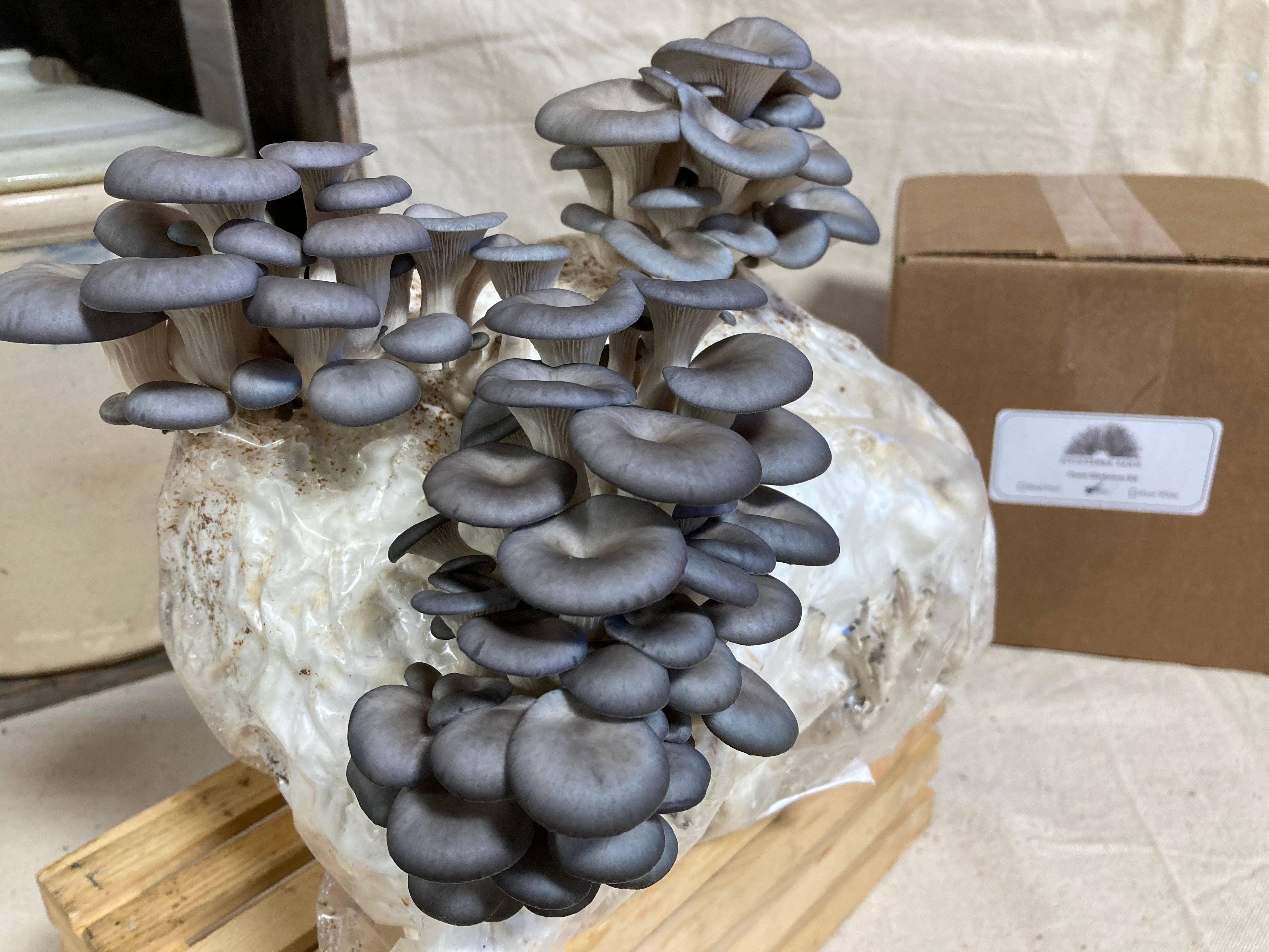 Blue Oyster Mushroom Kit