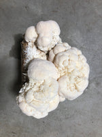 Load image into Gallery viewer, Lion&#39;s Mane Mushroom Kit
