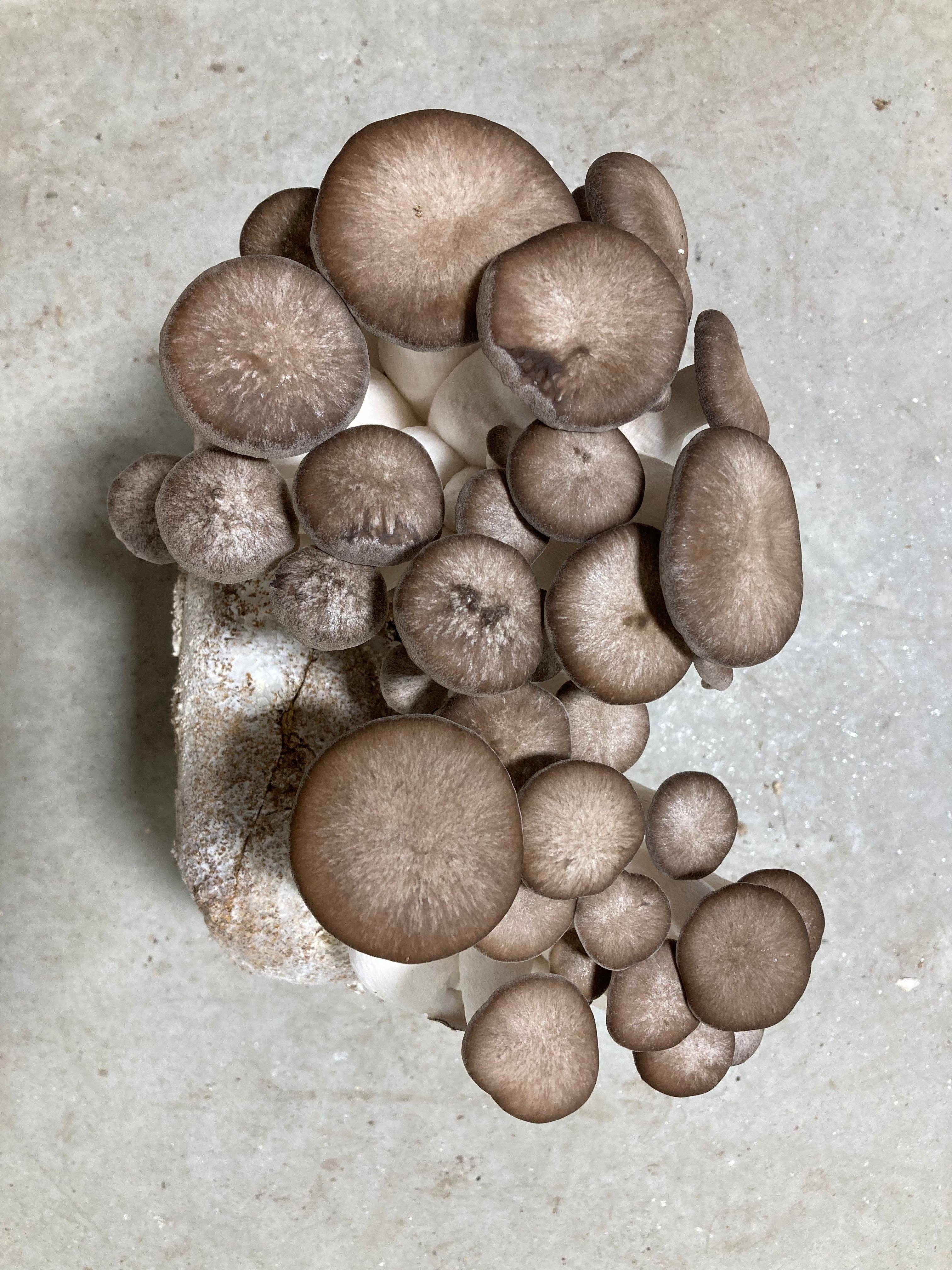 Black Pearl Oyster Mushroom Kit