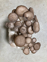 Load image into Gallery viewer, Black Pearl Oyster Mushroom Kit
