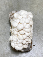 Load image into Gallery viewer, Snow White Oyster Mushroom Kit
