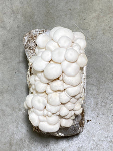 Snow White Oyster Mushroom Kit