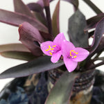 Load image into Gallery viewer, Purple Heart Wandering Jew Rooted Plant Clippings
