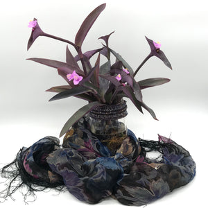 Purple Heart Wandering Jew Rooted Plant Clippings