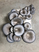 Load image into Gallery viewer, Blue Oyster Mushroom Kit
